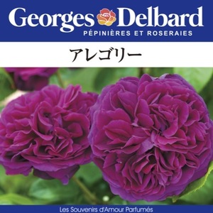 送料無料　アレゴリー　新苗4号鉢　　鉢植え バラ 薔薇 デルバール フレンチローズ