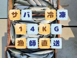 漁師直送！！一匹約480g〜600g　サバ　冷凍【１４Kg　ブロック】　大型魚　餌　釣り　エサ　クエ　観賞魚　撒き餌　久重　えさ 漁師　