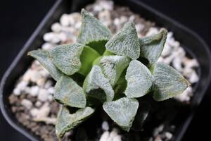 雪姫　Haworthia　ハオルチア