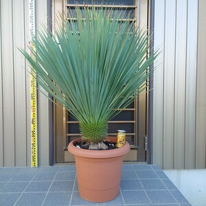 ◆ユッカロストラータ Yucca rostrata 《Ｈ＝約1.08m・13号ポット》◆ ドライガーデン ロックガーデン 南国リゾート 116