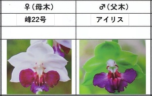 80えびね欄　６２０　峰２２号×アイリス　12-19　1-2作以降初花見込苗　山野草エビネラン