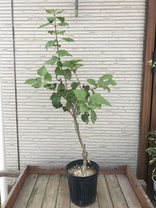 ★ライラック　白花 八重咲　接木苗　6号　70cm サイズ　リラの木　①★