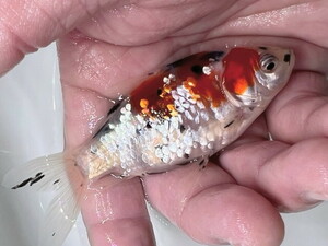 福嘉金魚 動画あり！ 変わり柄銀鱗朱文金 綺麗な金魚！ 長尾産 水槽のアクセントに！ 約10～12センチ ２歳 現物 １匹 KSB-3 ②-2 滋賀