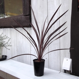 複数出品【コルジリネ・オーストラリス・レッドスター＊Cordyline australis Red Star】３号