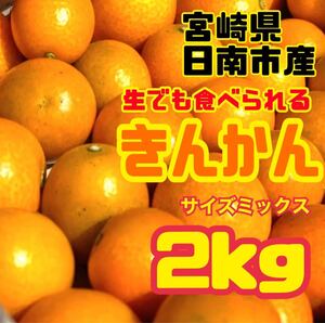 宮崎県日南産　完熟きんかん　生で食べられる！！　サイズミックス2㎏