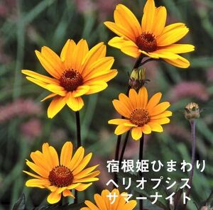 ヘリオプシス　サマーナイト　花の苗　宿根草　姫ひまわり