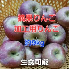 【摘果りんご　加工用りんご】生食可能　約9kg