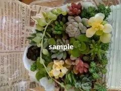 ＊小さな多肉＊おまかせmix＊10種＊