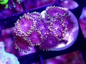  New Year SALE 死着保証あり【US Zoa Pink Diamond 】ピンクダイアモンド　マメスナ