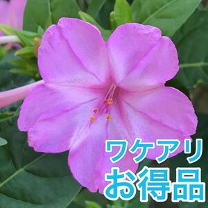 【ワケアリ】オシロイバナの種(ピンク) 30粒　　　　　花の種　カワイイ