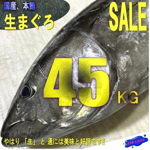 脂のってます。「生まぐろ 40～50kg」冷凍物とは別格!! -山陰境港直送-