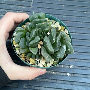 Haworthia truncata 玉扇 多肉植物 ハオルチア エケベリア アエオニウム