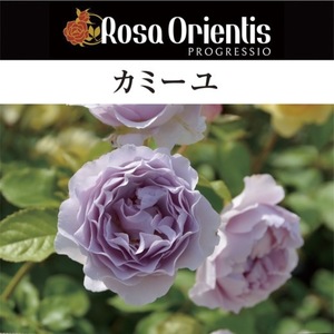 送料無料　カミーユ長尺7号 大苗　　鉢植え バラ 薔薇 ロサ オリエンティス 大苗 7号鉢 7寸