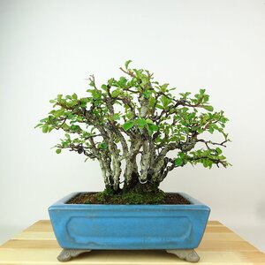 盆栽 梅 長寿梅 樹高 約20cm ちょうじゅばい Chaenomeles japonica 