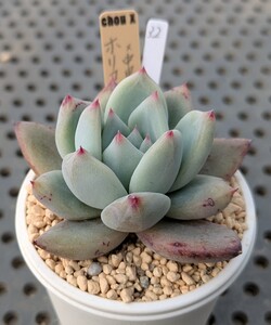 32.ホリコロ×中里リンゼアナ 実生苗 エケベリア 国産 多肉 Echeveria