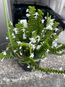 洋蘭原種、花付き株Angraecum distichumアングレクム　ディスティクム