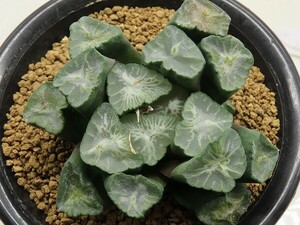 ■[W116]ミレニアム×白妙　実生　未繁殖【多肉植物　Haworthia　ハオルチア　ハオルシア】