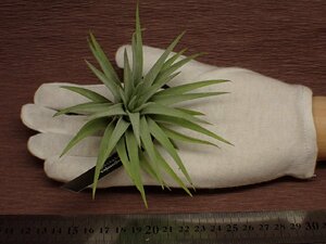 Tillandsia plagiotropica チランジア・プラギオトロピカ 252●エアプランツEP