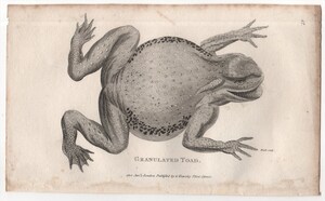 1802年 Shaw 銅版画 ヒキガエル科 ヒキガエル属 ヨーロッパヒキガエル Granulated Toad 博物画