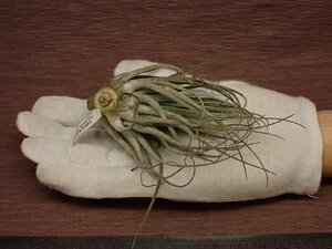 Tillandsia velickiana チランジア・ベリッキアーナ 756★エアプランツDP