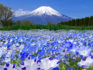 世界遺産 富士山写真 ポストカード 5枚セット(厚さ、薄手 0.225ｍｍ)