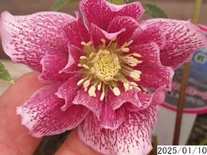 花1ガク0蕾2 開花株3.5号 小野寺園芸生産 八重ダブル クリスマスローズ0110033