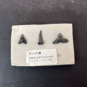 サメの歯 サメ 鮫 化石 レプリカ？