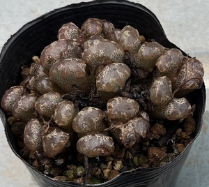 コノフィツム　Conophytum pellucidum var.terricolor TS615 ②