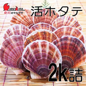 【かにのマルマサ】北海道産 活ホタテ貝 2キロ詰