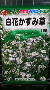 ３袋セット 白花 かすみ草 カスミソウ 種 郵便は送料無料