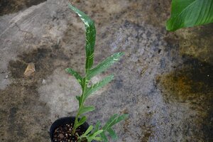 241116☆AO☆珍種　ドリナリア・クエルキフォリアの斑入り　Drynaria quercifolia 