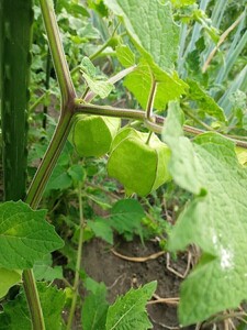 食用ほおずきの種200粒