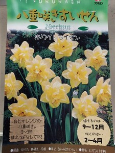 即決！♪送料無料　白とオレンジのお花！２，３年植え替え無しでOK　白橙色　八重咲き　スイセン　ホワイトライオン　大球　2球