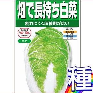 中早生【50粒】ハクサイ『富風』昔ながらの白菜の味が楽しめます♪　送料73円〜　