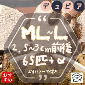 ML~L65匹+α 2.5~3cm前後 デュビア 【まとめて取引注文にて増量中】