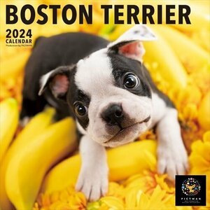 新品 ボストン・テリア PICTWAN (ピクトワン) カレンダー DOG 【L版】 2024年カレンダー24CL-50005L