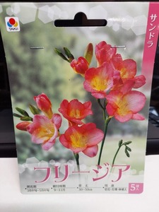 即決！値下げ特価♪送料無料　人気のお花　切花に人気！桃色　一重咲　フリージア　サンドラ　５球