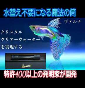 水槽の水が綺麗になります【ヴァルナミニ8㎝】水替え不要で透明度を抜群に保ちます！有害物質や病原菌も強力抑制！魚が元気に長生きします