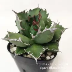 『アガベ チタノタ ナンバーワン❷』 agave titanota No.1