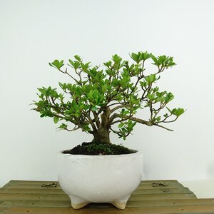 盆栽 皐月 山ノ光 樹高 約14cm さつき Rhododendron indicum サツキ ツツジ科 常緑樹 観賞用 小品 現品