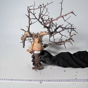 407 Commiphora kataf pure コミフォラ カタフ ピュア　ベアルート株