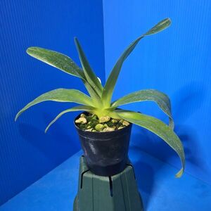 ◇◇洋蘭◇◇ Paph. philippinense (No17 ×No1）