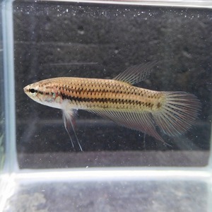 在庫処分特価　ワイルドベタ　メス　スマラグディナ　08F0623-017　熱帯魚　生体