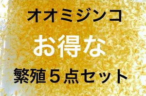 お得な　繁殖セット　オオミジンコ 　１ｇ以上　プラス増量　大サービス中　生き餌　産卵促進　メダカ　金魚　熱帯魚　稚魚