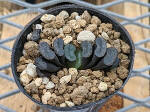 玉扇　HW1G-27M1 ハオルチア　ハオルシア　Haworthia　多肉植物