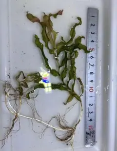 Potamogeton × biwaensis サンネンモ？ 琵琶湖北部産