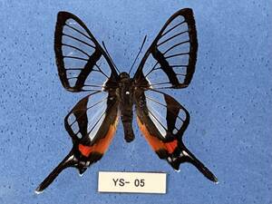 外国産蝶標本： Chorinea sylphina A 1ex　(YS-05) 