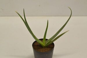 アロエ　マクロクラダ　ALOE macroclada