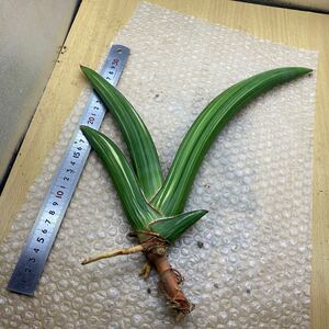 超希少種 サンスベリア　ラスアノド　斑入りSansevieria Las Anod LAV24977 Variegated レアな　サンセベリア 錦