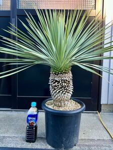 ユッカ ロストラータ Yucca rostrata ②